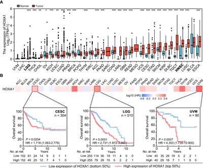 HOXA1 is a radioresistance marker in multiple cancer types